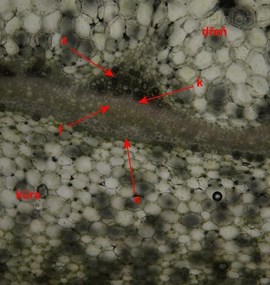 Pelargonium zonale L.