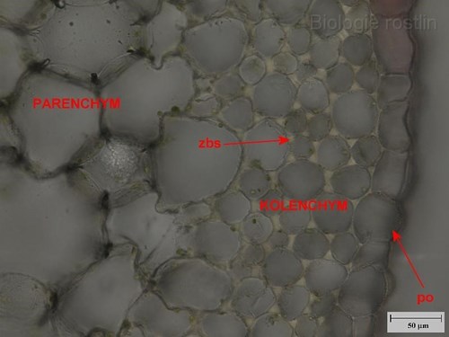 Detail příčného řezu řapíkem begonie. Popis: zbs - ztloustlá buněčná stěna, po - pokožka.