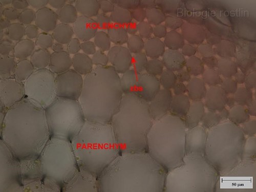 Detail příčného řezu řapíkem begonie. Popis: zbs - ztloustlá buněčná stěna.