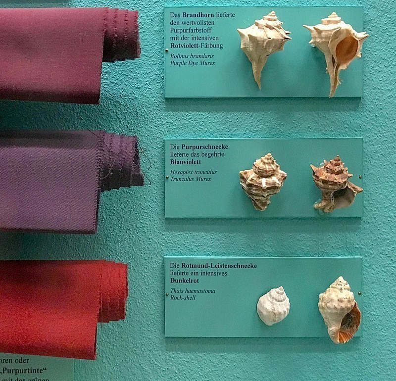 Různé odstíny barev získané podle druhu šneků, Přírodovědné muzeum ve Vídni.