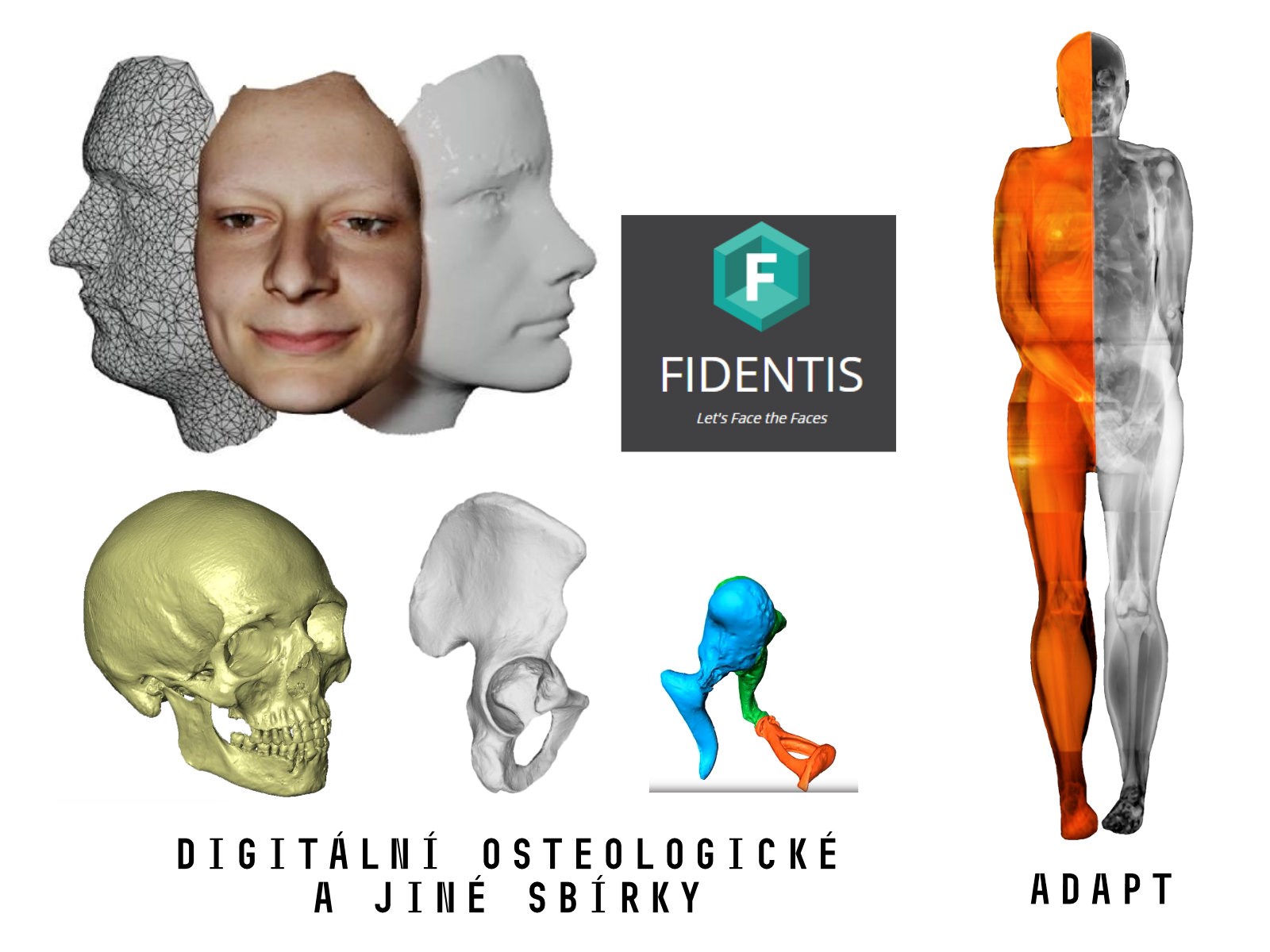 Databáze kosterní morfologie