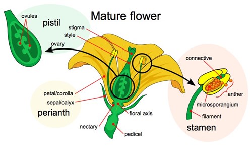 Structure of a flower