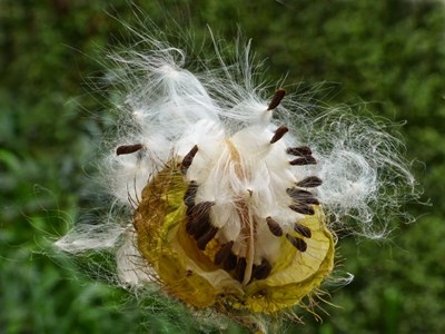 Swan plant seed dispersed by wind