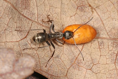 An ant moving a seed