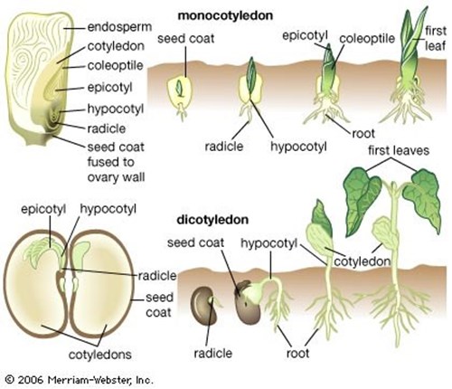 Monocot and dicot seeds