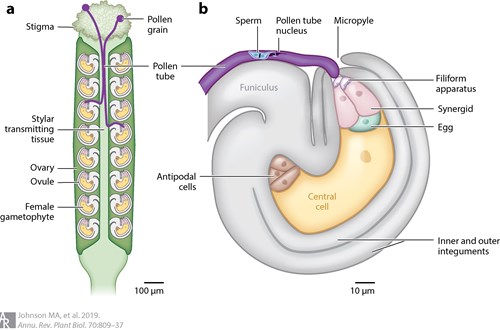 The journey of the pollen tube from the stigma to the egg cell.