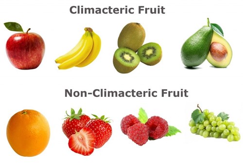 Climacteric versus non-climacteric fruits