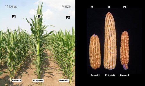 Maize hybrid (corn lines B73 (left) and Mo17 (right) produce a strong hybrid (middle)
