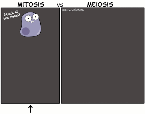 The comparison of mitosis and meiosis
