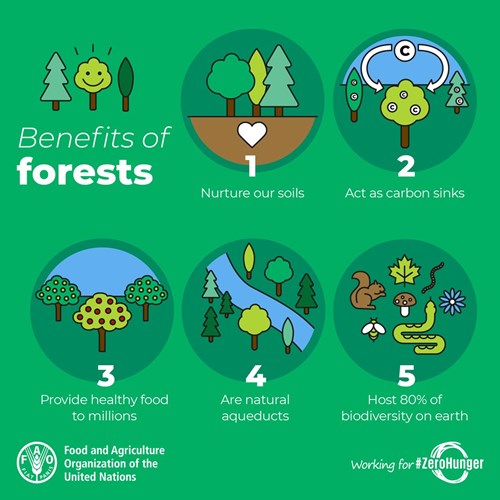 Benefits of forest