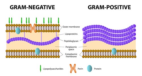 Stavba stěny grampozitivních a gramnegativních bakterií