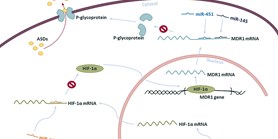 MicroRNAs in the development of resistance to antiseizure drugs and their potential as biomarkers in pharmacoresistant epilepsy
