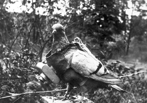 Ukázka „fotografujícího“ holuba