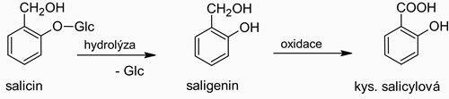 Chemická přeměna salicinu na vlastní účinnou látku