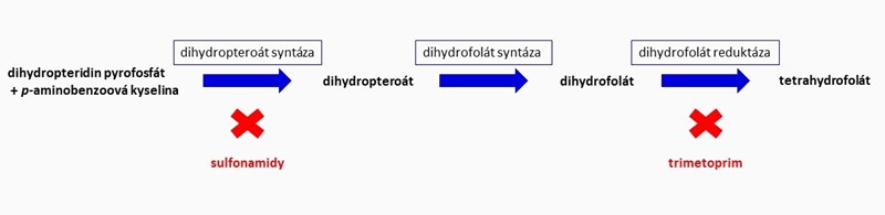 Syntéza kyseliny listové