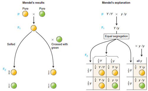 Mendel’s results and interpretation