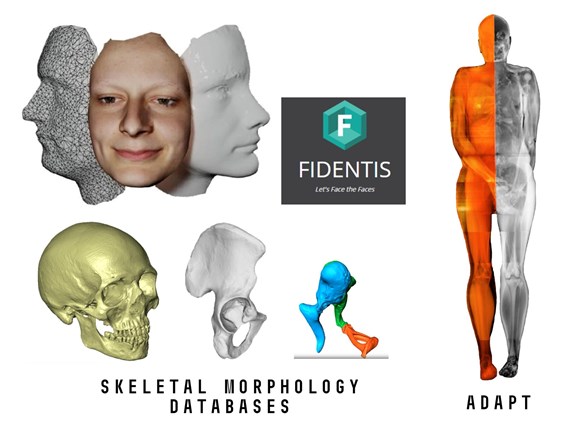 Skeletal Morphology Databases