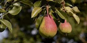 The Pear Affair after 100 years: participate in the competition