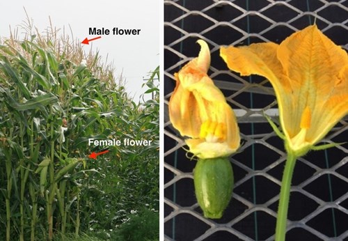 (Left) Maize plants: a male flower on the top, and female flowers nested between the leaf and the stem. (Right) Male (right) and female (left) flowers of pumpkin are on the same plant.