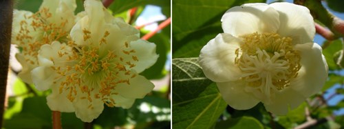 Kiwi male (left) and female (right) flower