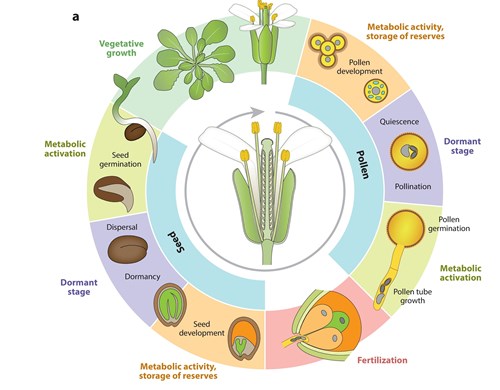Life cycle in angiosperm plants