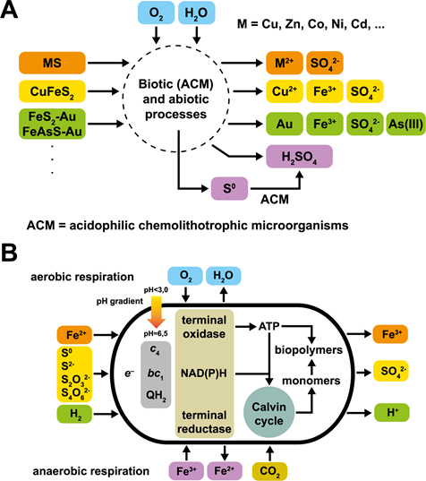 Fig. 1 | Bioleaching of sulfide minerals by acidophilic chemolithotrophic microorganisms (A). Energy metabolism of the model acidophilic chemolithotrophic bacterium Acidithiobacillus ferrooxidans in aerobic and anaerobic environments (B).