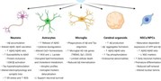 Human iPSC-Derived Neural Models for Studying Alzheimer's&#160;Disease: from Neural Stem Cells to Cerebral Organoids