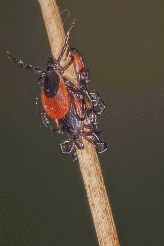 samička klíštěte obecného (foto: Jan Erhart, Parazitologický ústav BC AVČR)