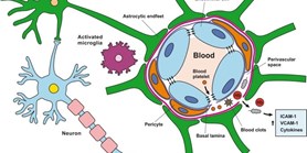 The blood-brain barrier and the neurovascular unit in subarachnoid hemorrhage: molecular events and potential treatments