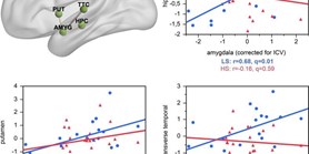 Prenatal stress and its association with amygdala-related structural covariance patterns in youth