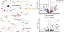 Global Transcriptomic Analysis of Bacteriophage-Host Interactions between a Kayvirus Therapeutic Phage and Staphylococcus aureus