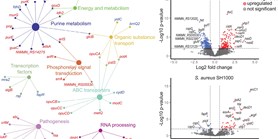 Global Transcriptomic Analysis of Bacteriophage-Host Interactions between a&#160;Kayvirus Therapeutic Phage and Staphylococcus aureus