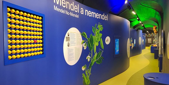 New Exposition on Genetics in the Mendel Museum