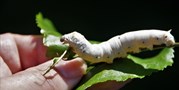 Silkworm at the Faculty of Science
