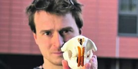 Mouse incisors show how to treat human teeth