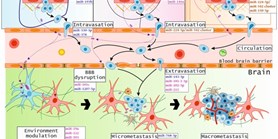 The Significance of MicroRNAs in the Molecular Pathology of Brain Metastases