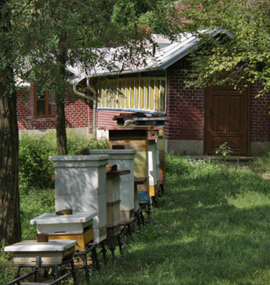 Garden and Apiary
