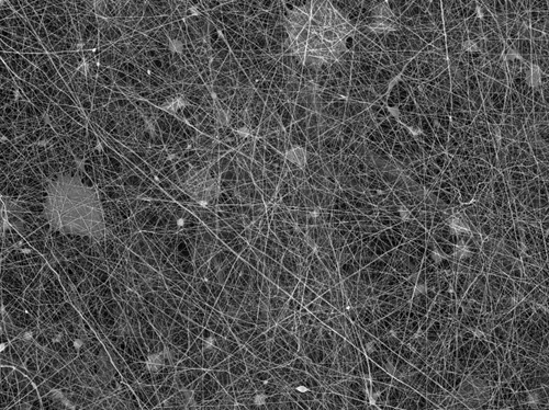 Nanofibers from PVDF material - magnification 1000x