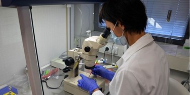 Chemici pomohou biologům s&#160;popisem kmenových buněk