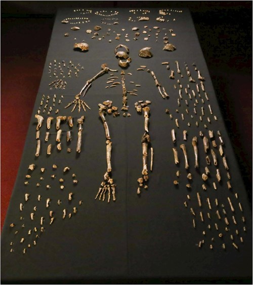 Rozložená kostra lidského druhu Homo naledi, vycházející hvězda z Afriky.