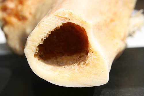 Na příčném řezu dříku dlouhé kosti je vidět silná vrstva hutné kosti a uvnitř v dřeňové dutině tenká vrstva houbovité kosti.