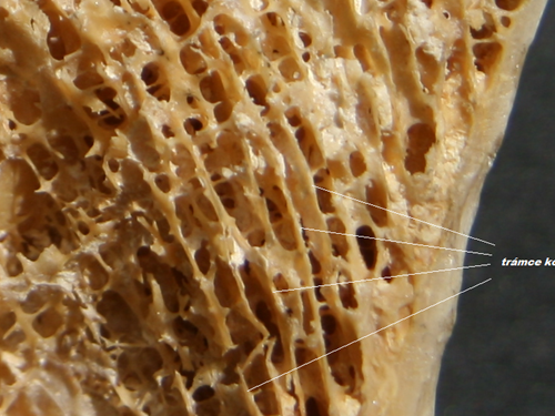Trámce kosti houbovité vytváří trajektorie podle zatížení dané kosti.