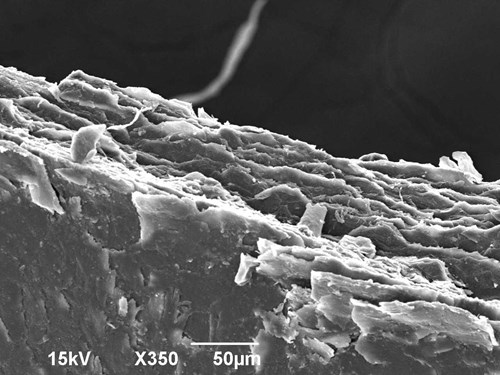 Zalomený konec nehtu v elektronovém mikroskopu. Jsou vidět vrstvy keratinu. Zvětšeno 350x.