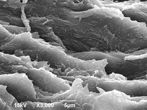 Zalomený konec nehtu v elektronovém mikroskopu. Jsou vidět vrstvy keratinu a jeho povrchová zvrásněná struktura. Zvětšeno 3000x.