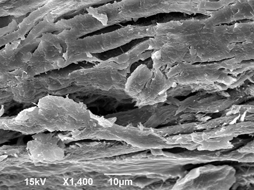 Ustřižený konec nehtu v elektronovém mikroskopu. Viditelné jsou vrstvy keratinu i dutiny mezi jednotlivými vrstvami. Zvětšeno 1400x.