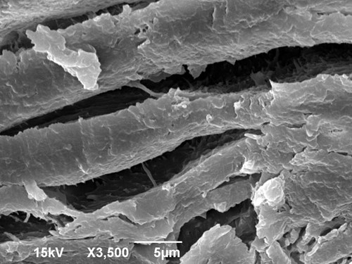 Ustřižený konec nehtu v elektronovém mikroskopu. Viditelné jsou vrstvy keratinu i dutiny mezi jednotlivými vrstvami. Zvětšeno 3500x.
