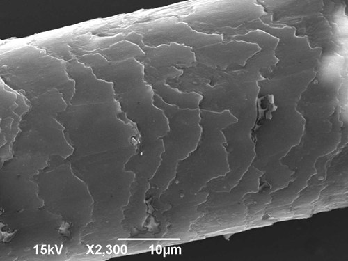 Šupinatá kutikula vlasu zvětšená v elektronovém mikroskopu 4500x.