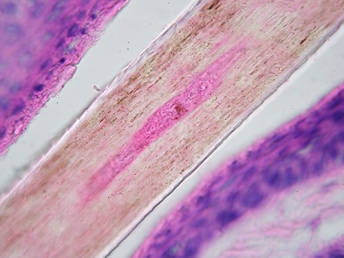 Řez vlasem ve vlasové pochvě. Na povrchu je vidět šupinatá kutikula (téměř průhledná), pod ní kůra vlasu (hnědá) a uprostřed je vidět část dřeně (růžová). Zvětšeno ve světelném mikroskopu 1000x.