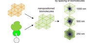 Geometric Control of Cell Behavior by Biomolecule Nanodistribution