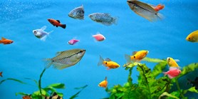 Sladkovodní akvárium jako užitečná učební pomůcka